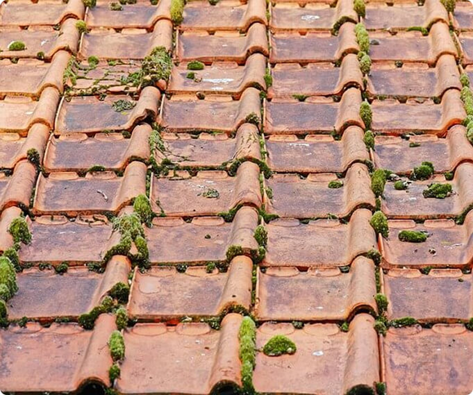 Démoussage de toiture